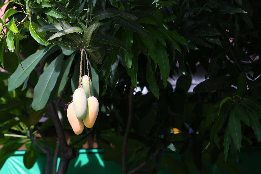 The Sweet Science Behind Rainbow Mango